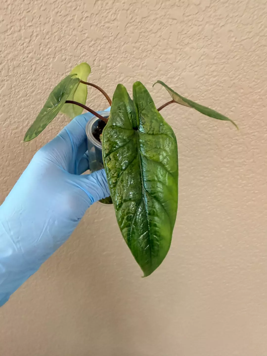 CORM - Scalprum GoG  thumbnail