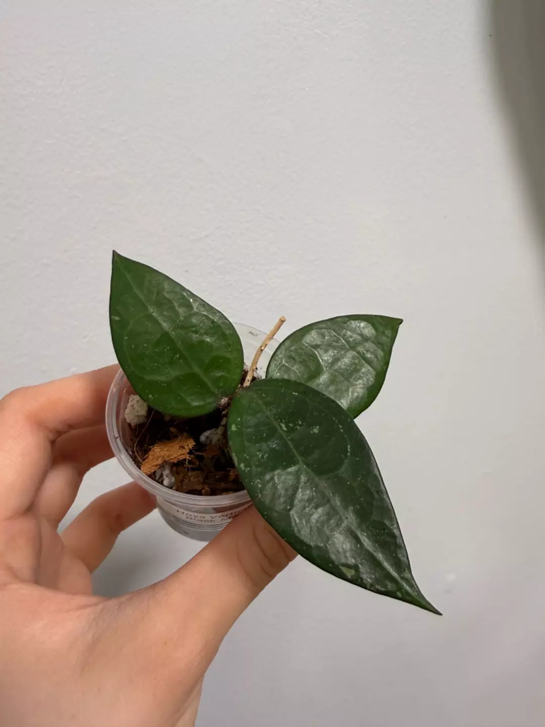 Hoya Parasitica Black Margin thumbnail