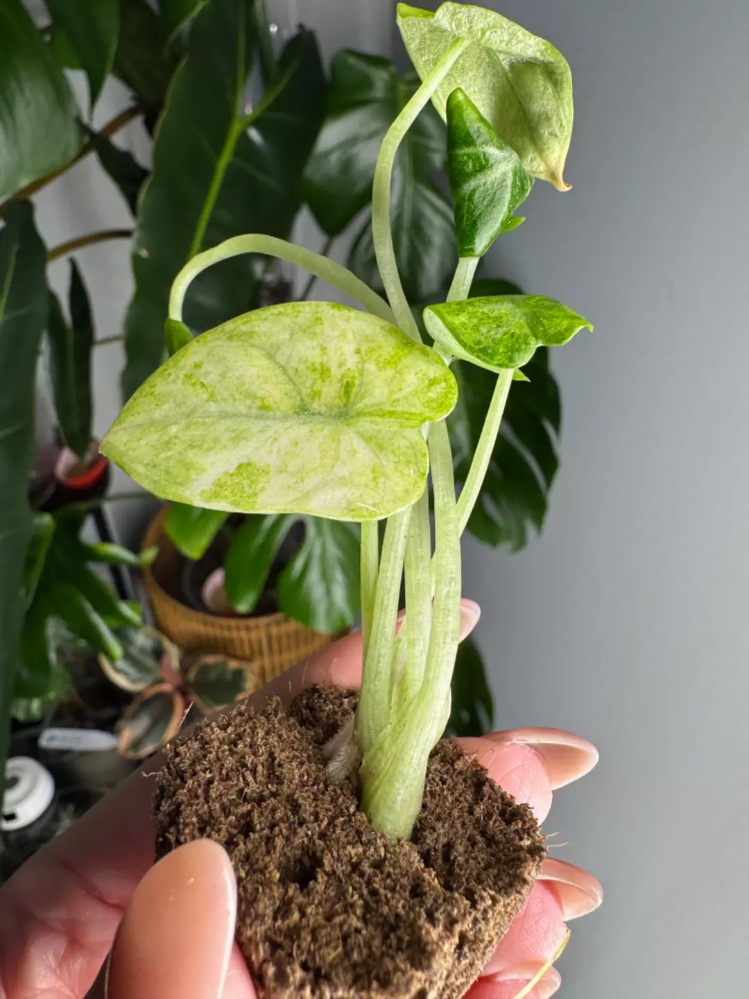 Alocasia Ninja Tri Color Plug - Grower's Choice thumbnail