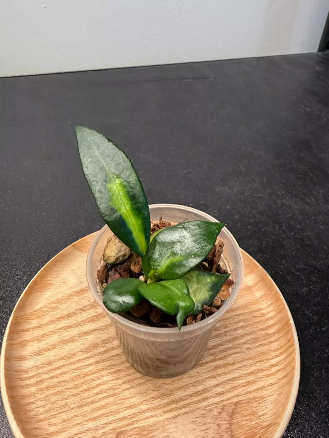Hoya Lacunosa Golden Flame thumbnail