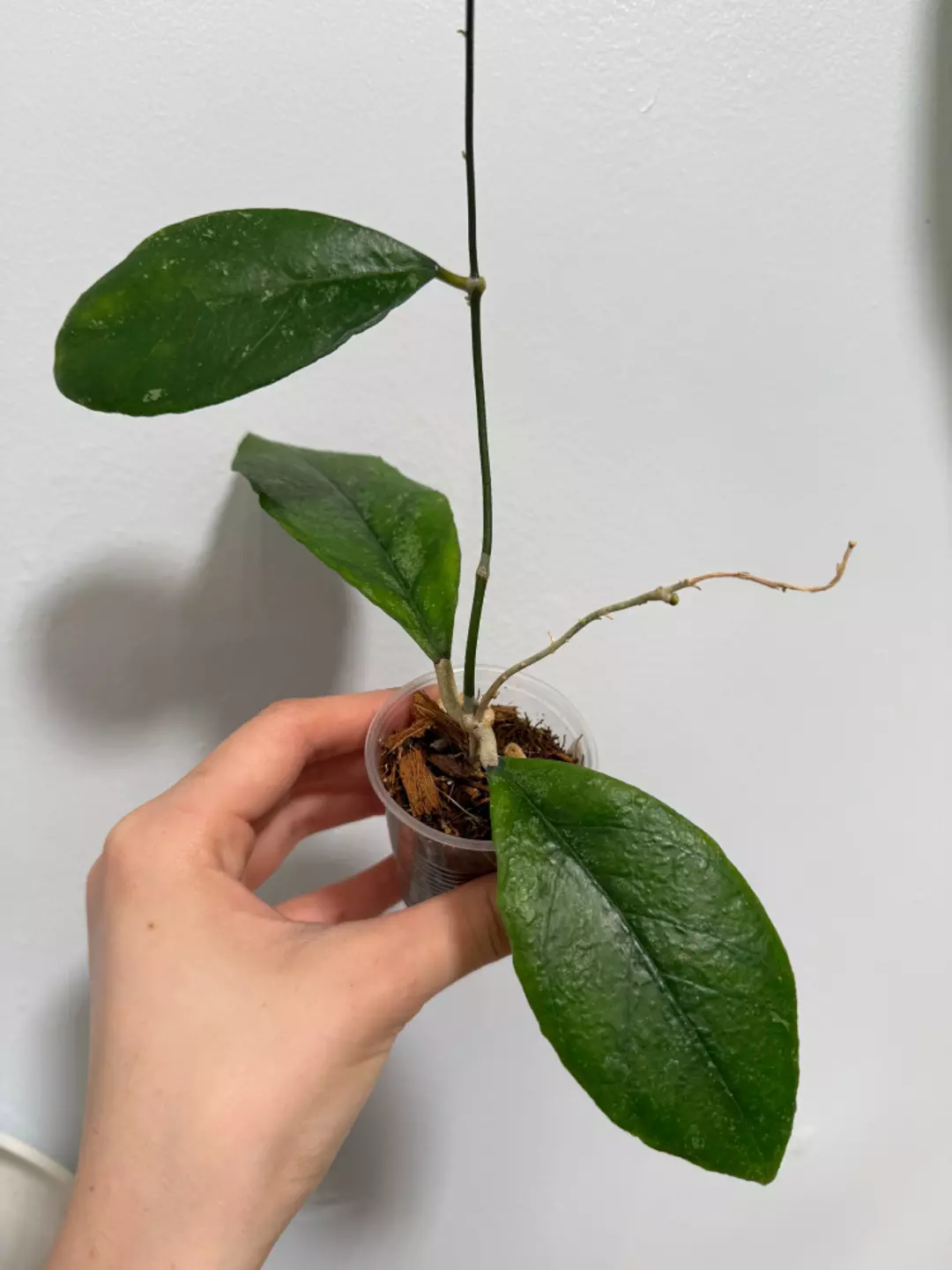 Hoya Finlaysonii Chicken Farm thumbnail