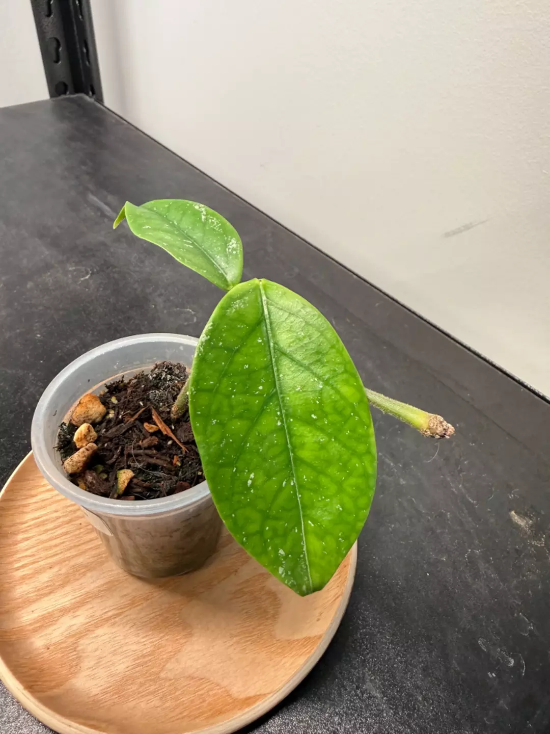 Hoya Coriacea Splash with peduncle thumbnail