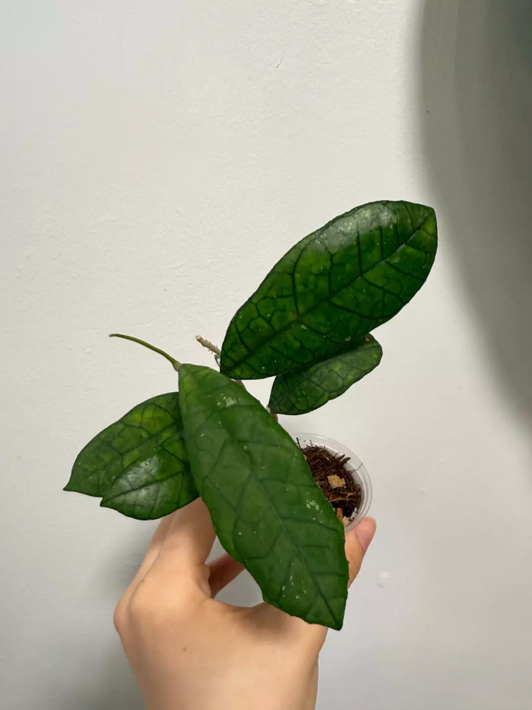 Hoya Finlaysonii (Round) thumbnail