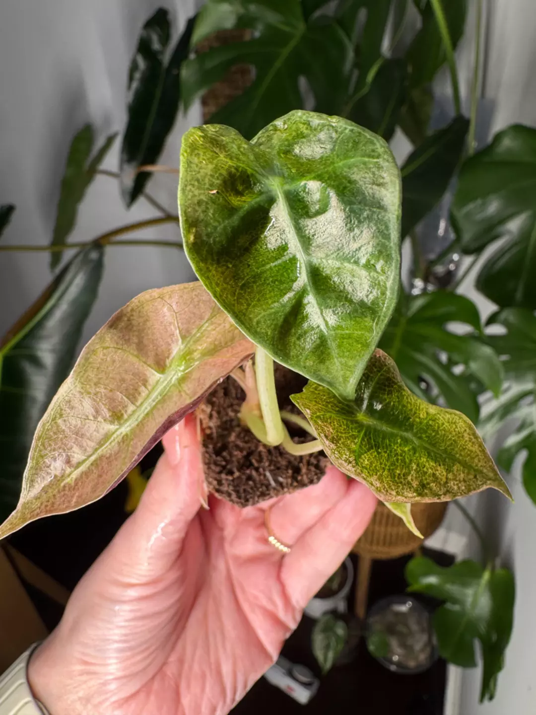 Alocasia Pink Polly Ghost/Mint Plugs - Grower's Choice thumbnail