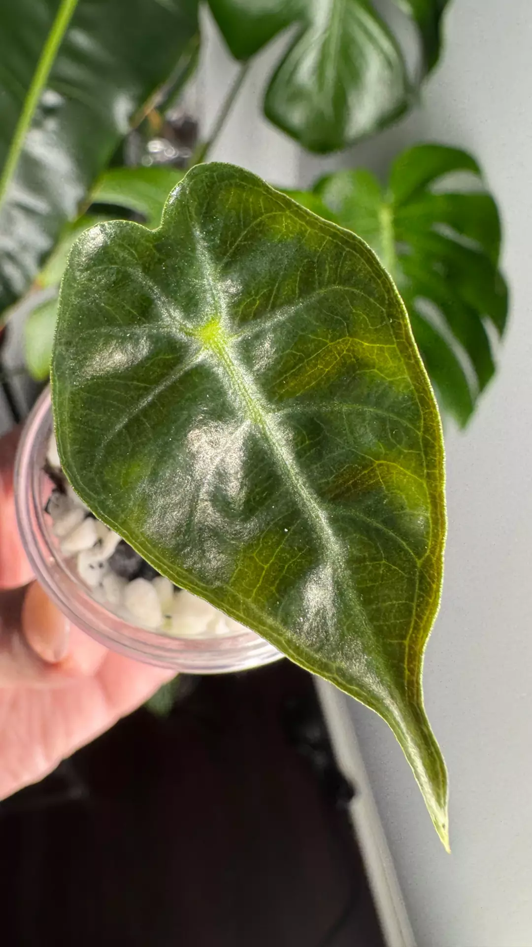 Alocasia Mandalay Pup thumbnail