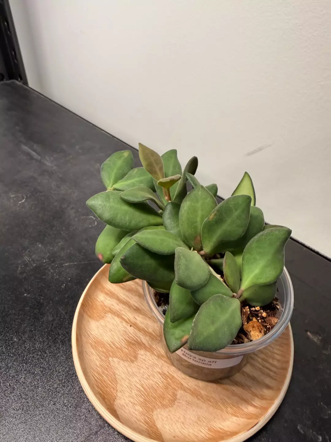 Hoya sp aff Burtoniae with peduncle thumbnail