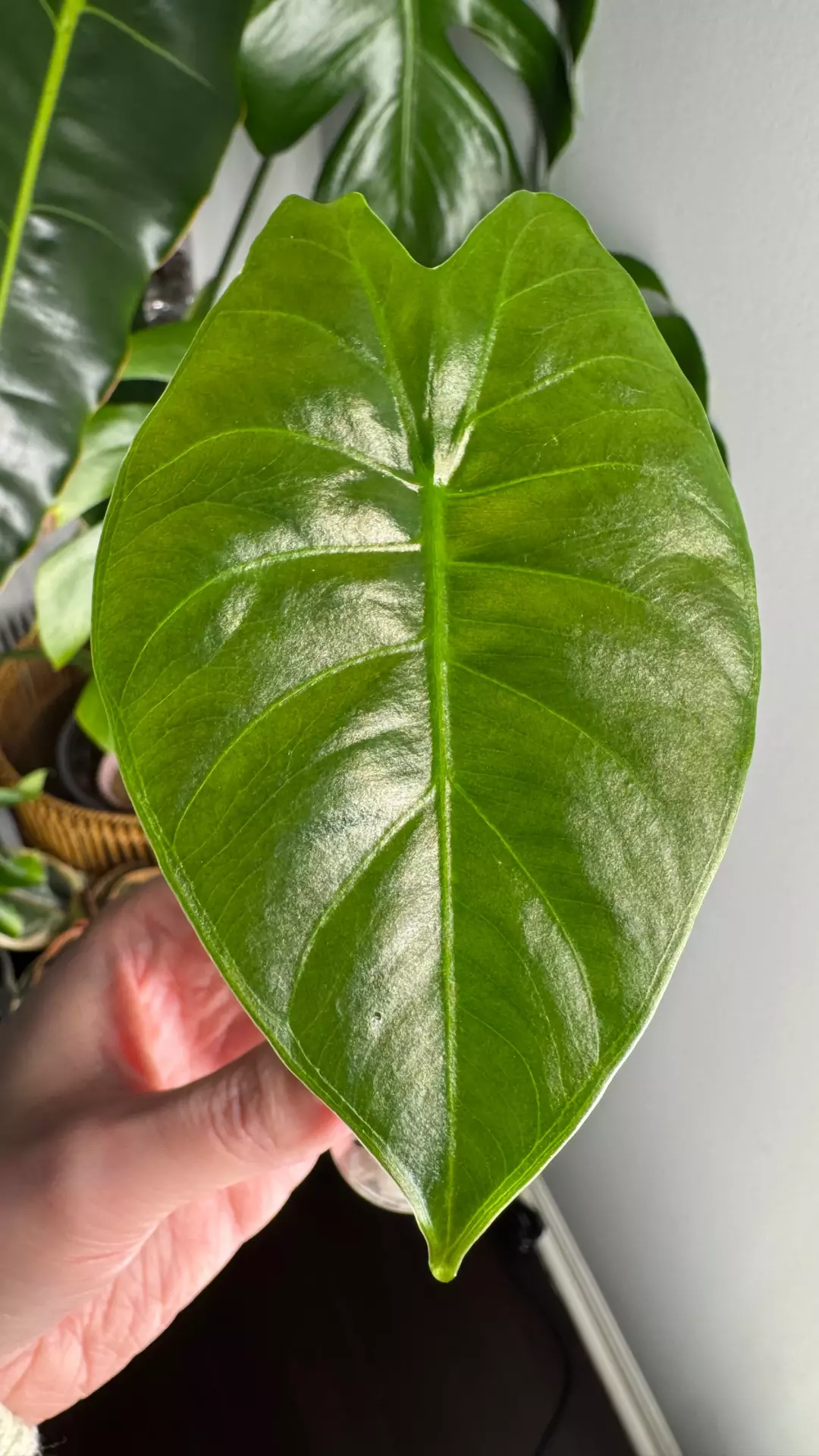 Alocasia Golden Bone Pup  thumbnail