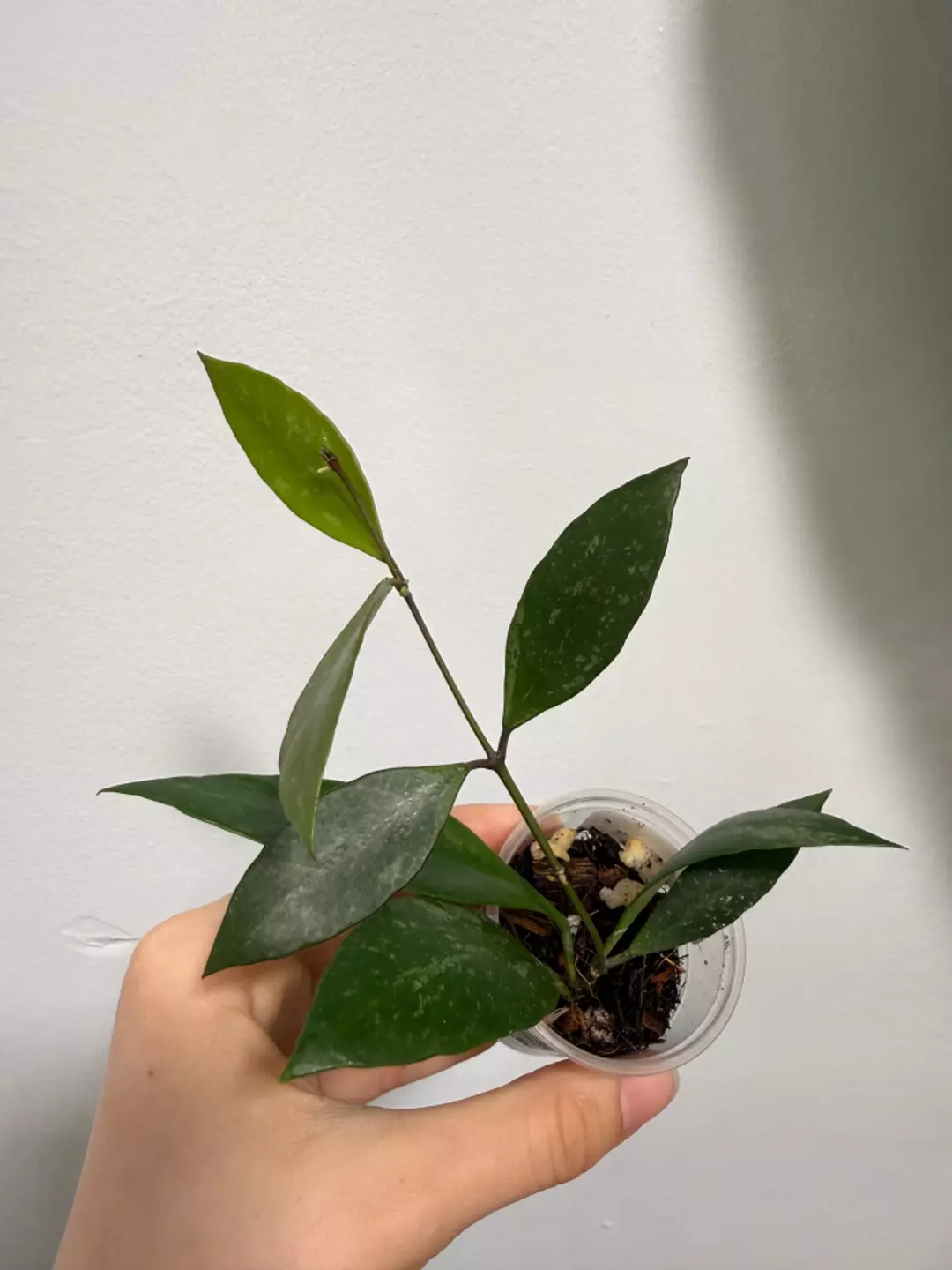 Hoya Gracilis / Memoria thumbnail