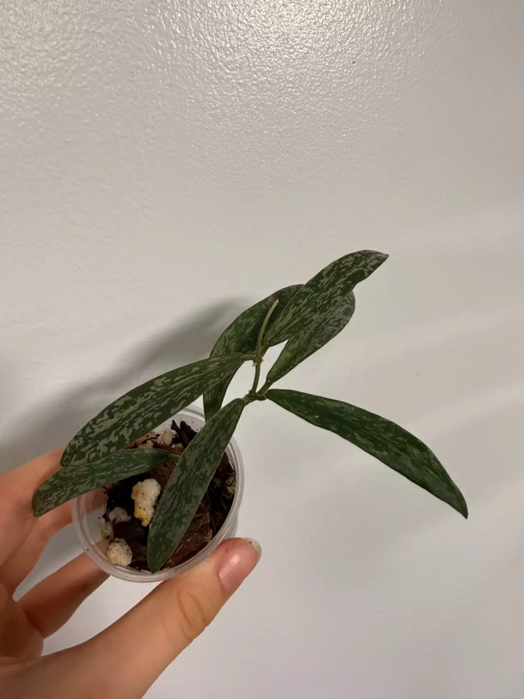 Hoya Sigillatis thumbnail
