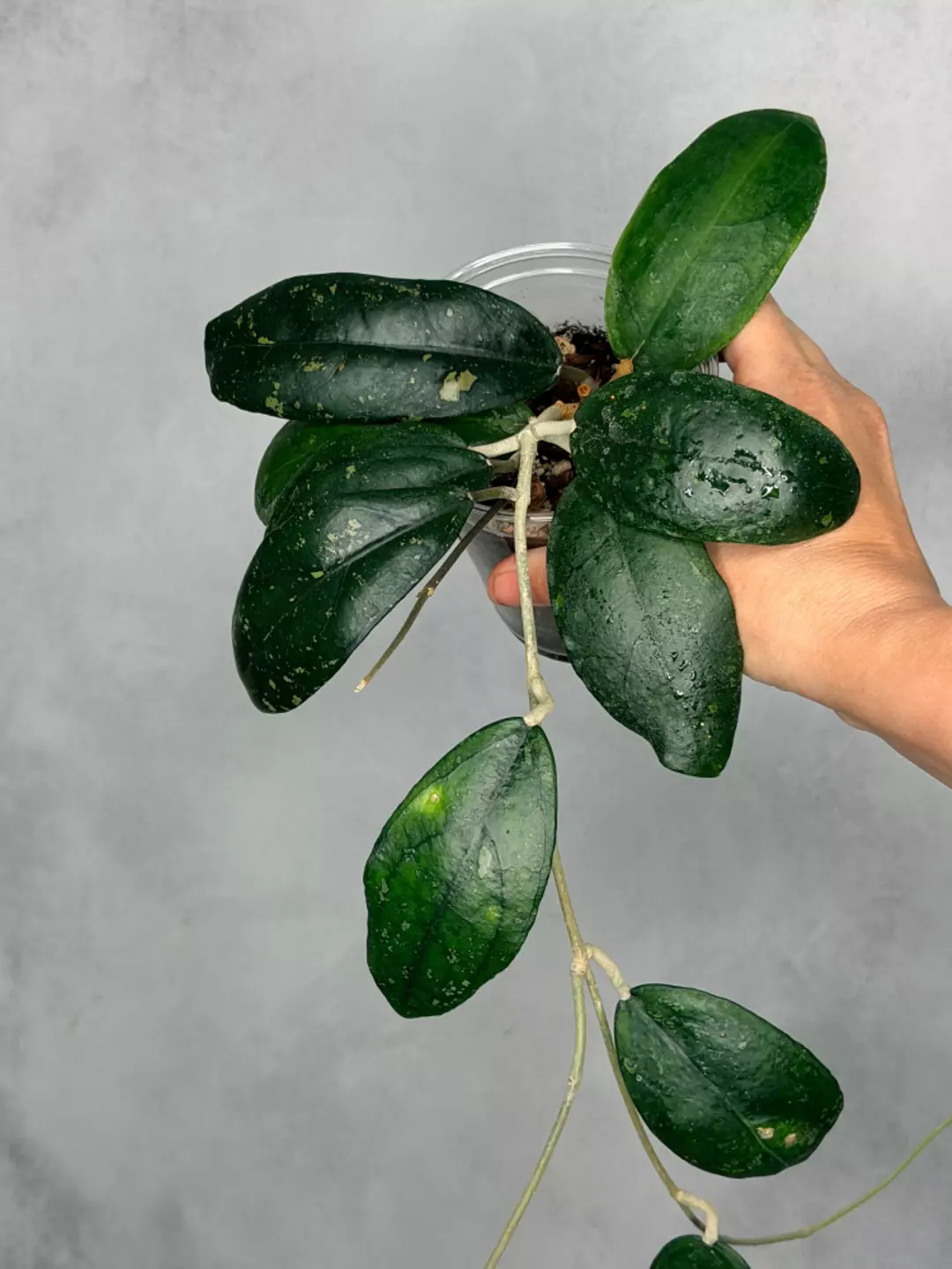 Hoya vitellina thumbnail