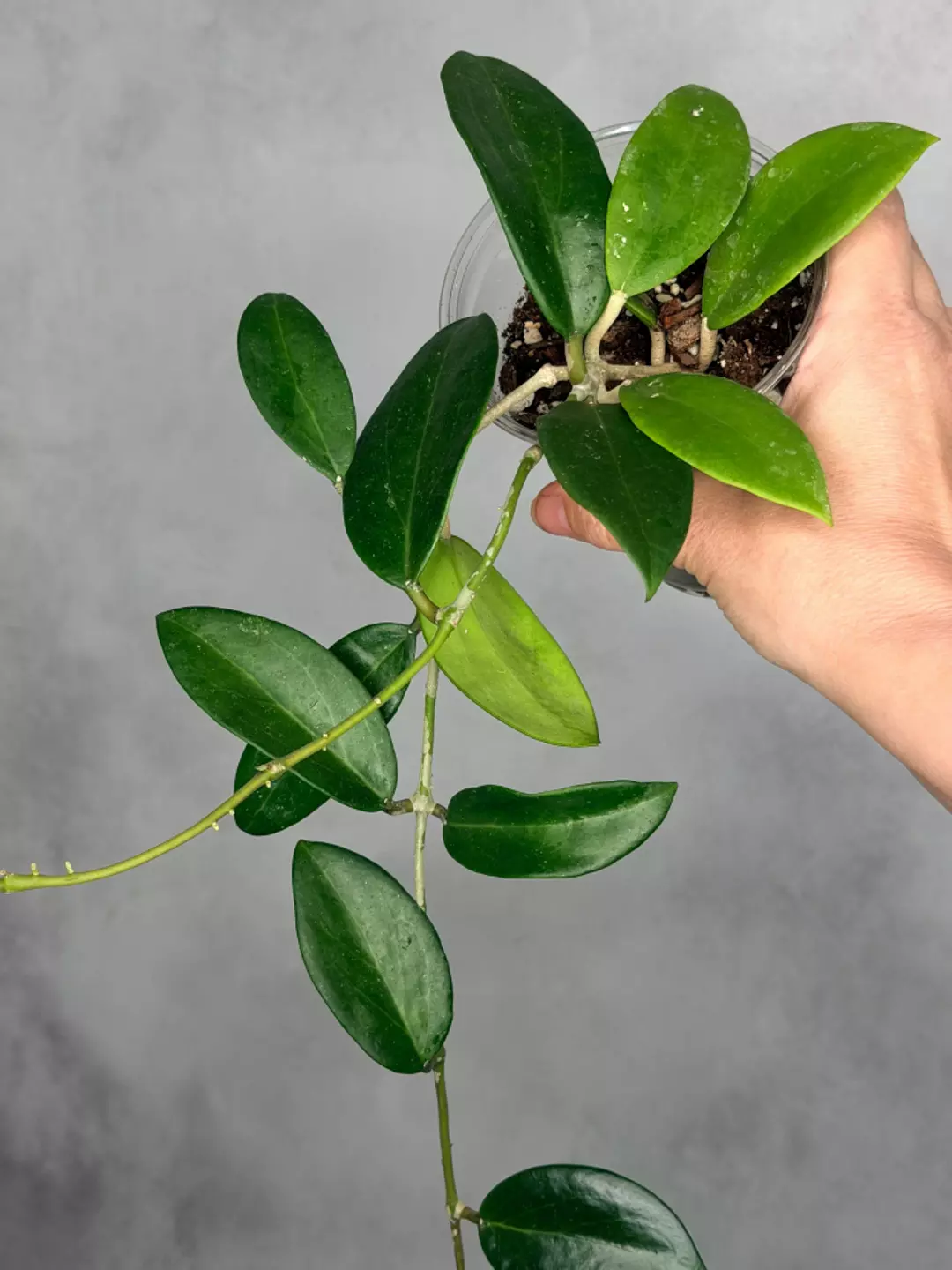 Hoya sp. Hai Phong thumbnail