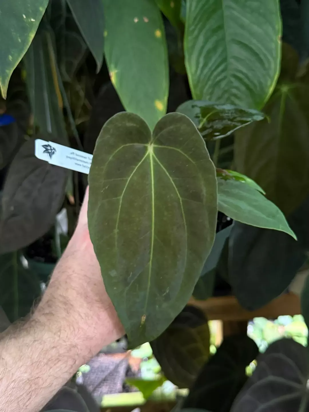 SELECT aff besseae "Big Bess" x pap RLFS F2 "Flatty" 4" thumbnail