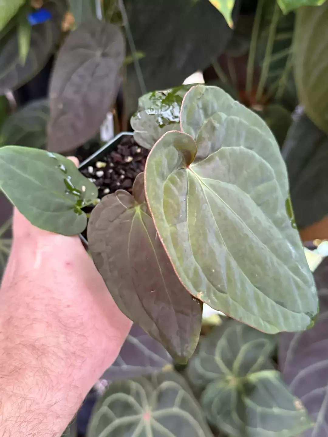 SELECT magnificum "Mickey" x "Extremely dDark" dressleri 4" thumbnail