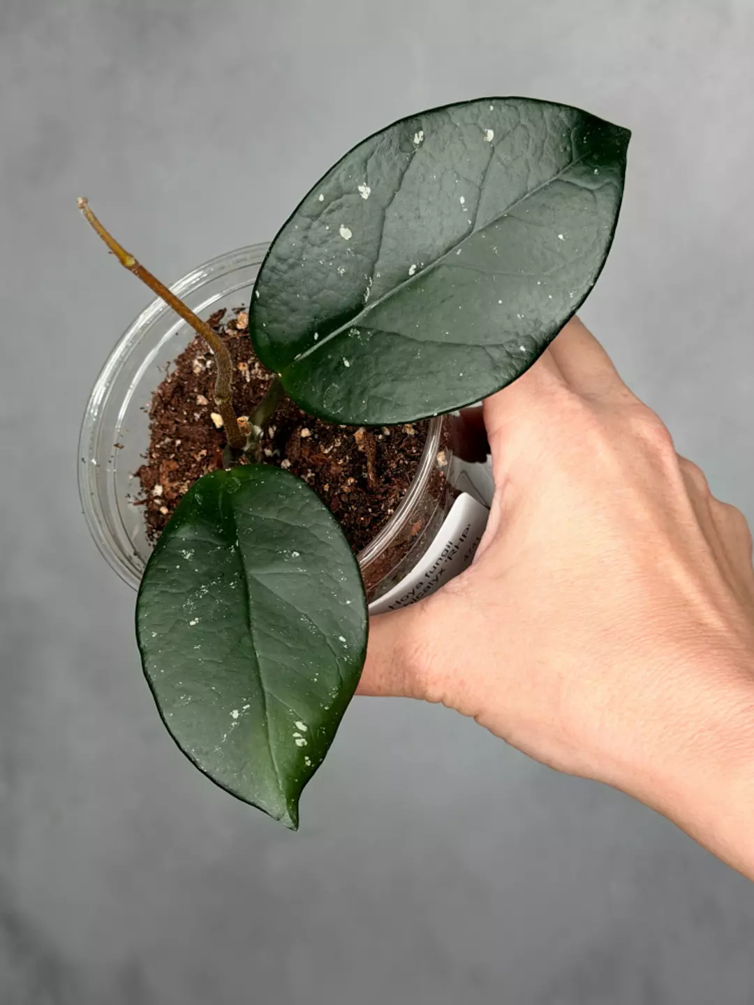 Hoya fungii x pubicalyx 'RHP' thumbnail