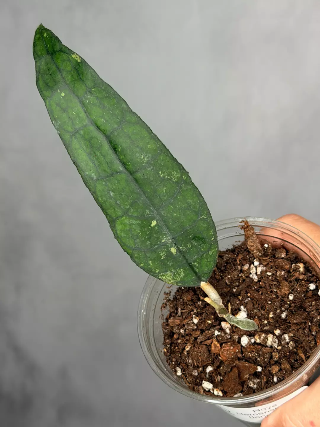 Hoya clemensorium (Long Leaf) thumbnail