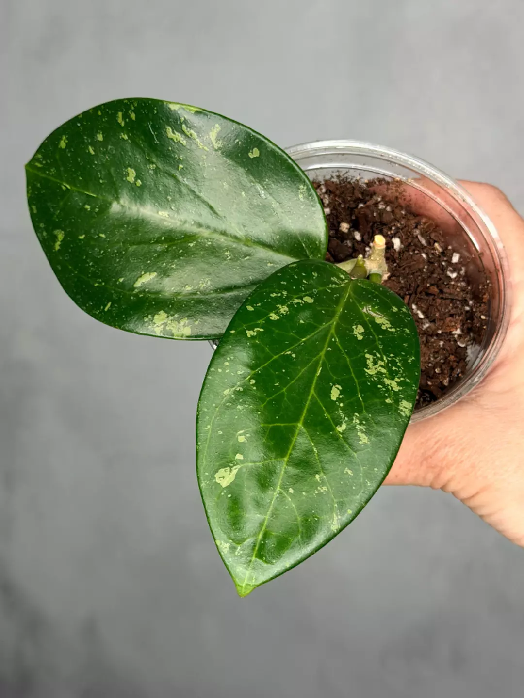 Hoya sp. Khun Tan thumbnail