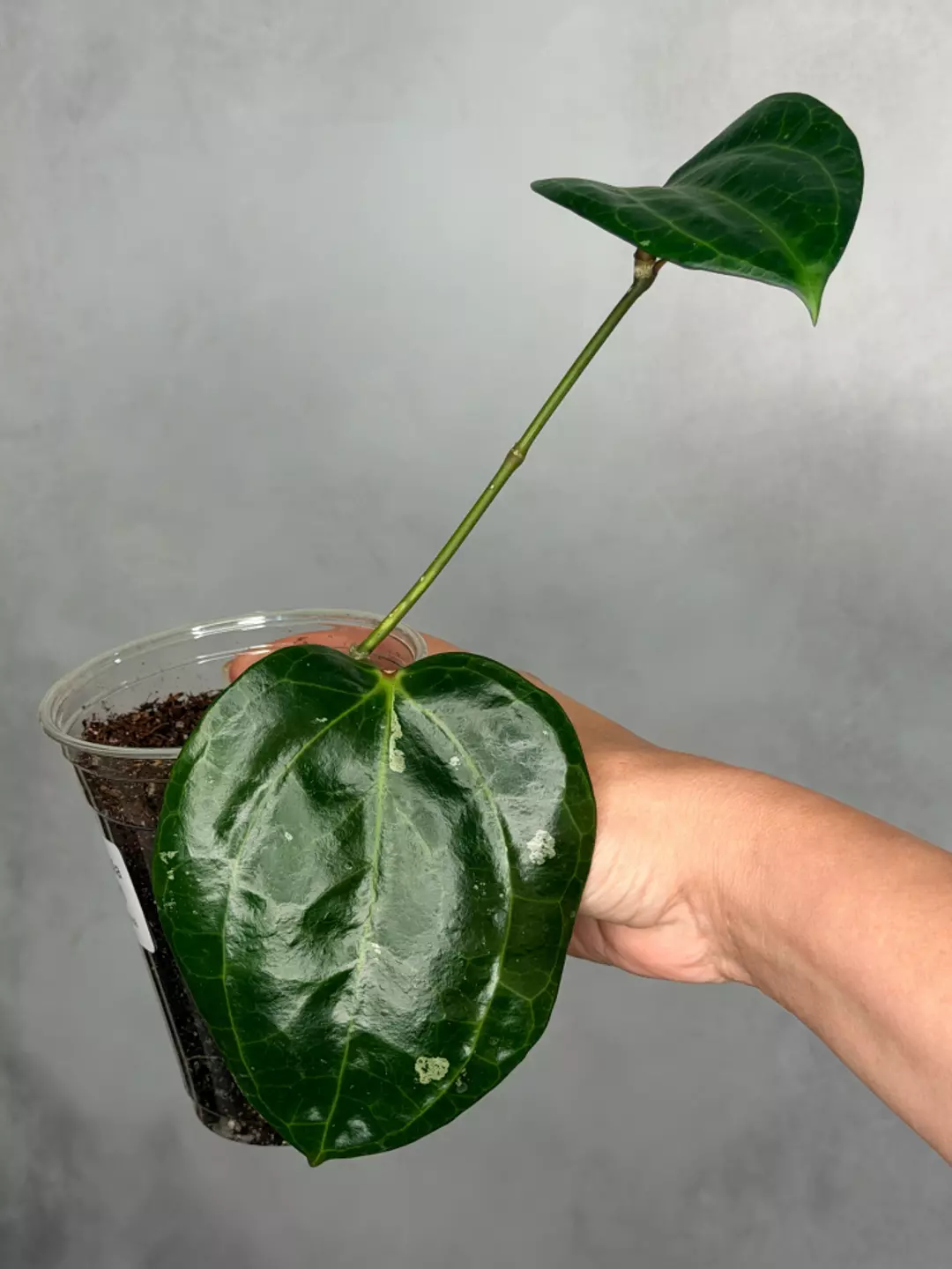 Hoya latifolia (Sarawak) thumbnail