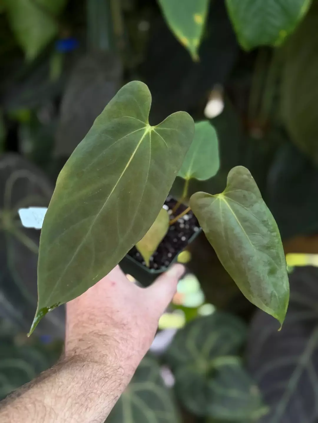 SELECT (portillae x antolakii) x antolakii 4", offset  thumbnail