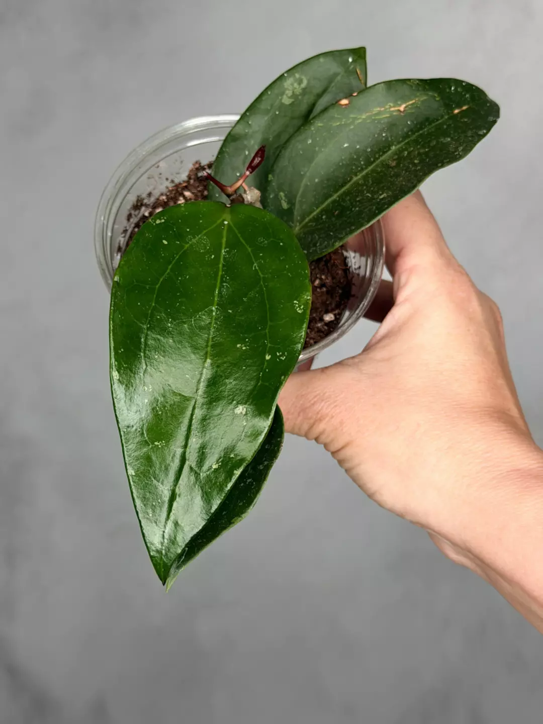 Hoya pottsii thumbnail