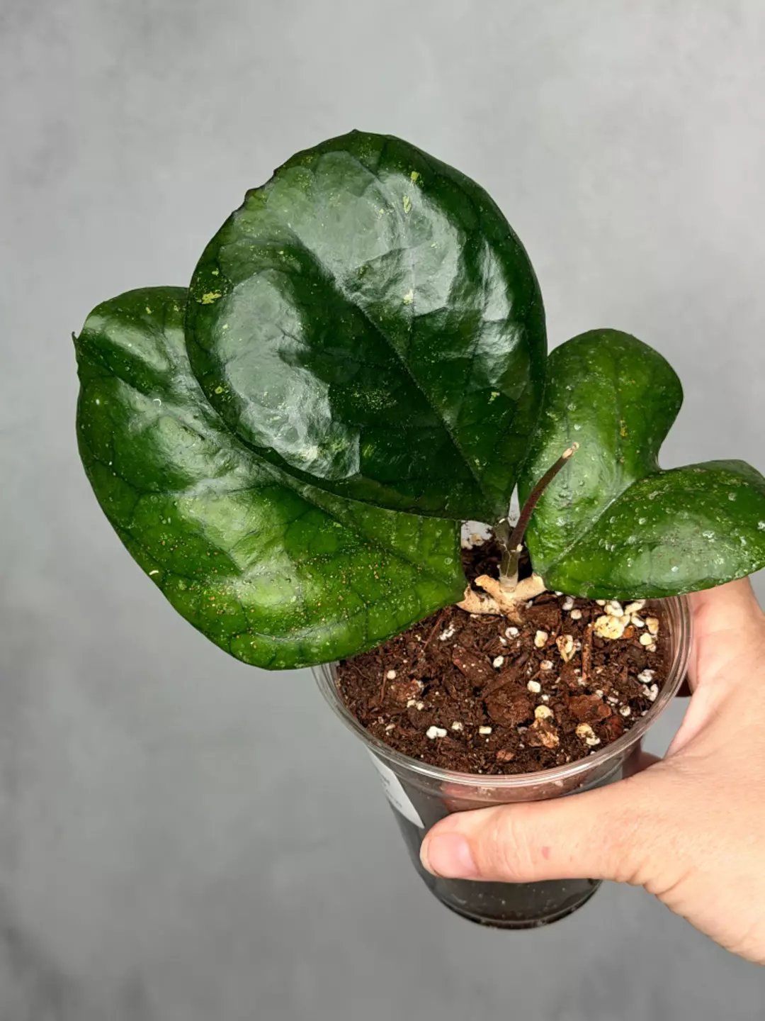 Hoya 'Patcharawalai' (seedling) thumbnail