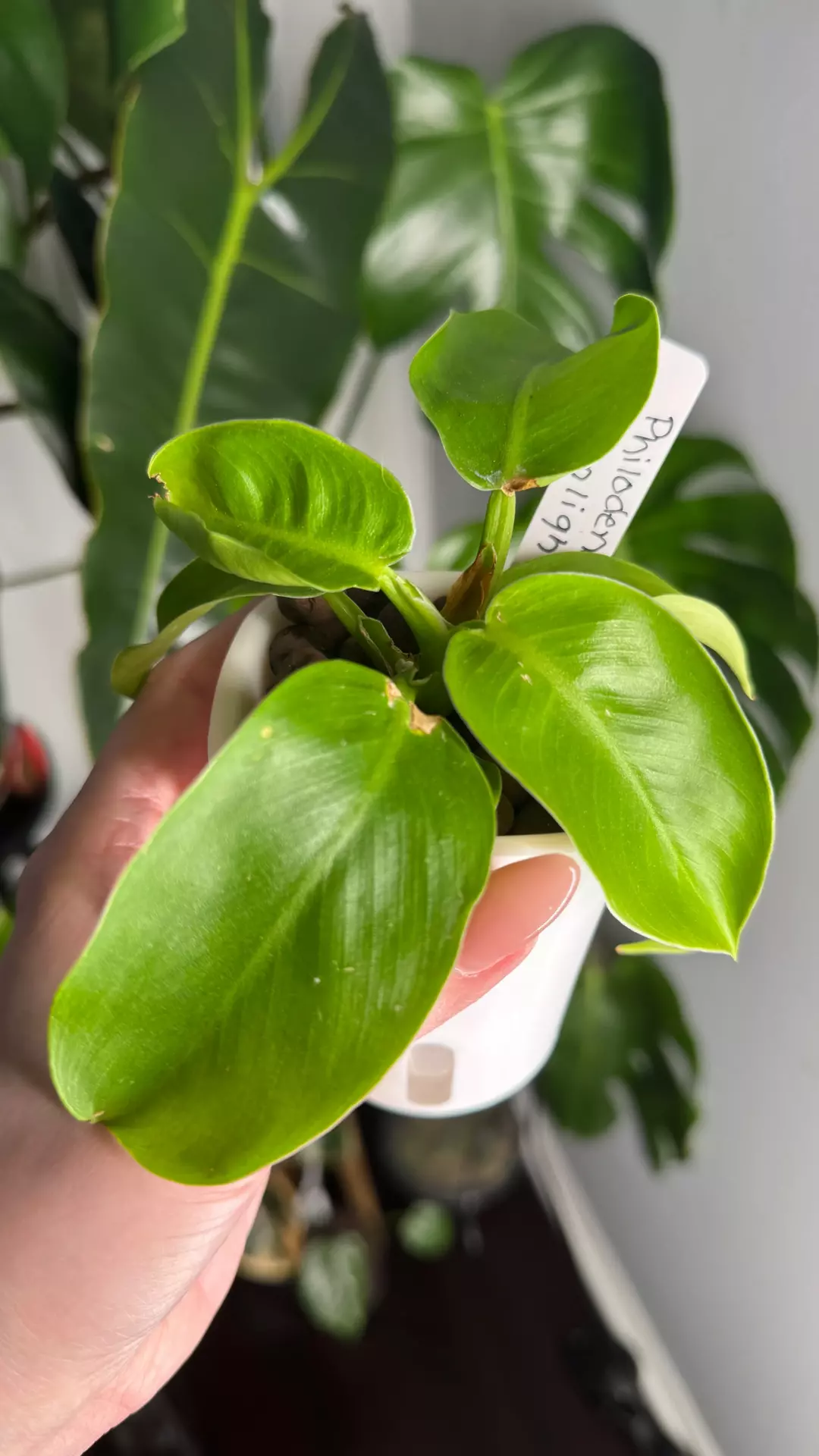 Philodendron Moonlight thumbnail