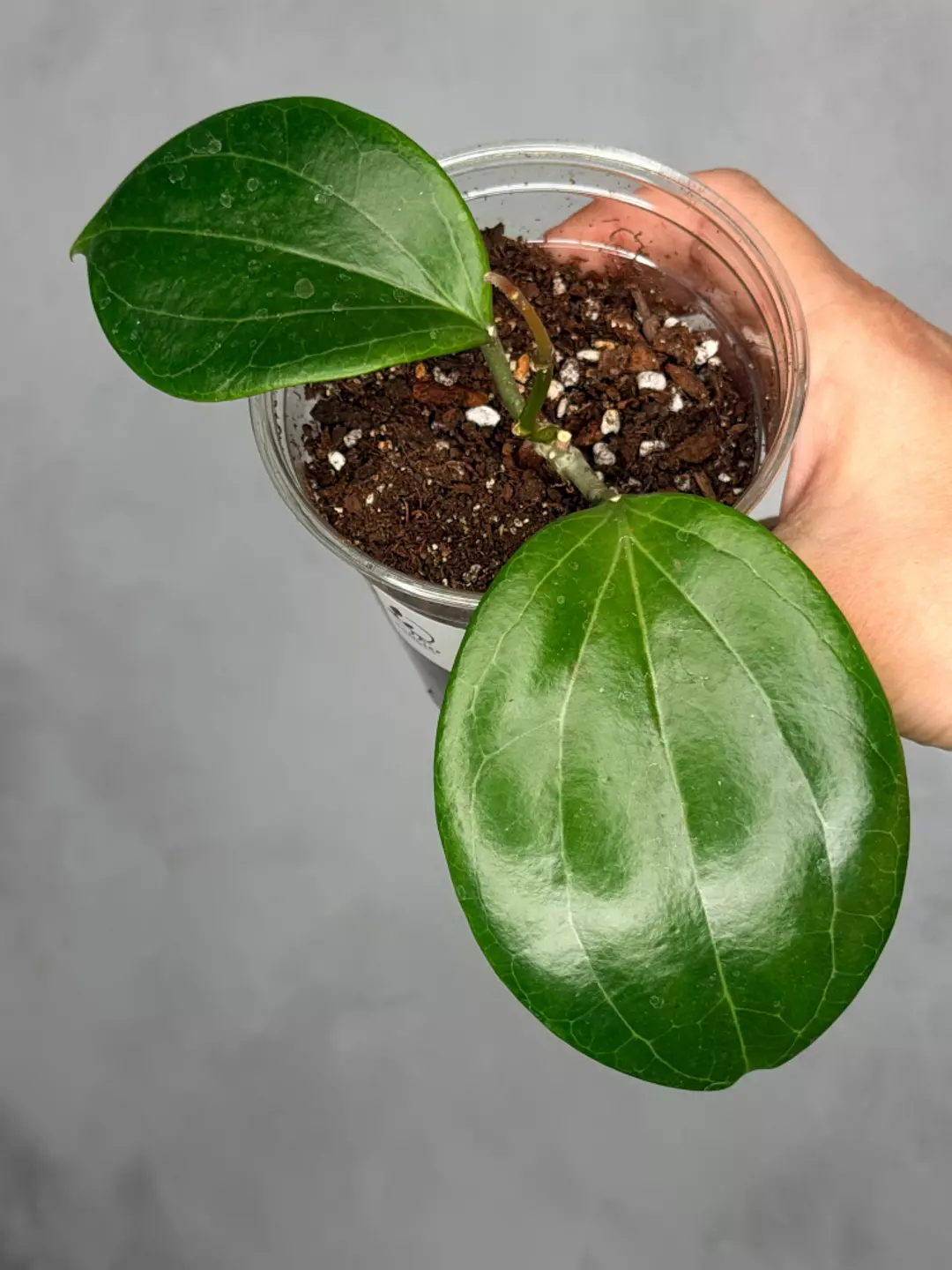 Hoya merrillii thumbnail
