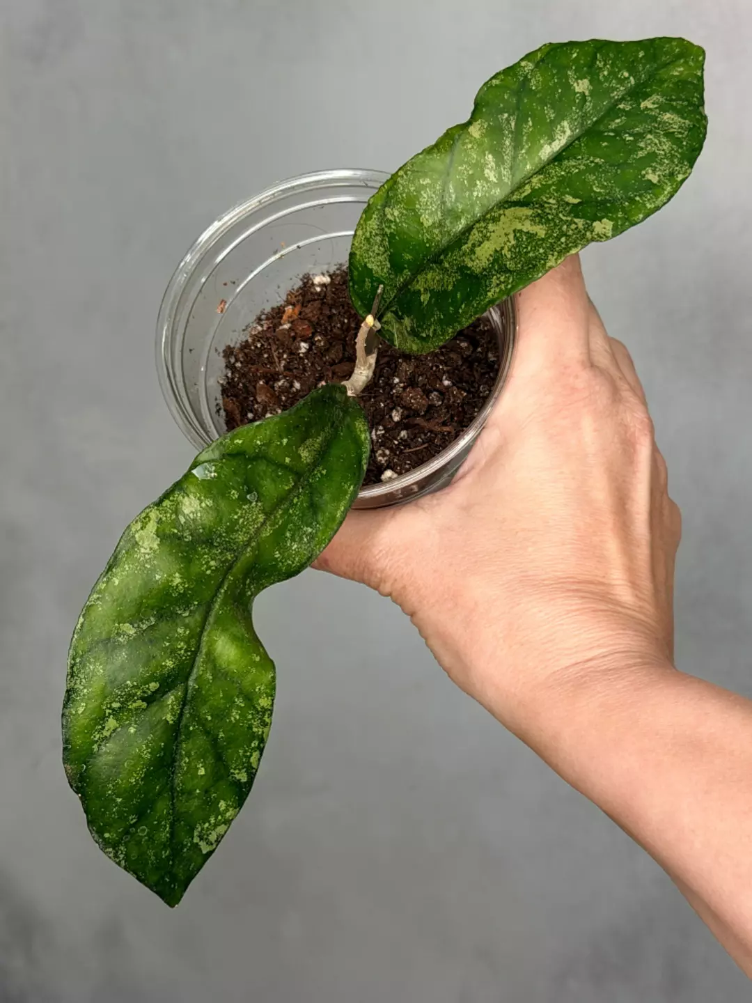 Hoya sp. Bahoi thumbnail