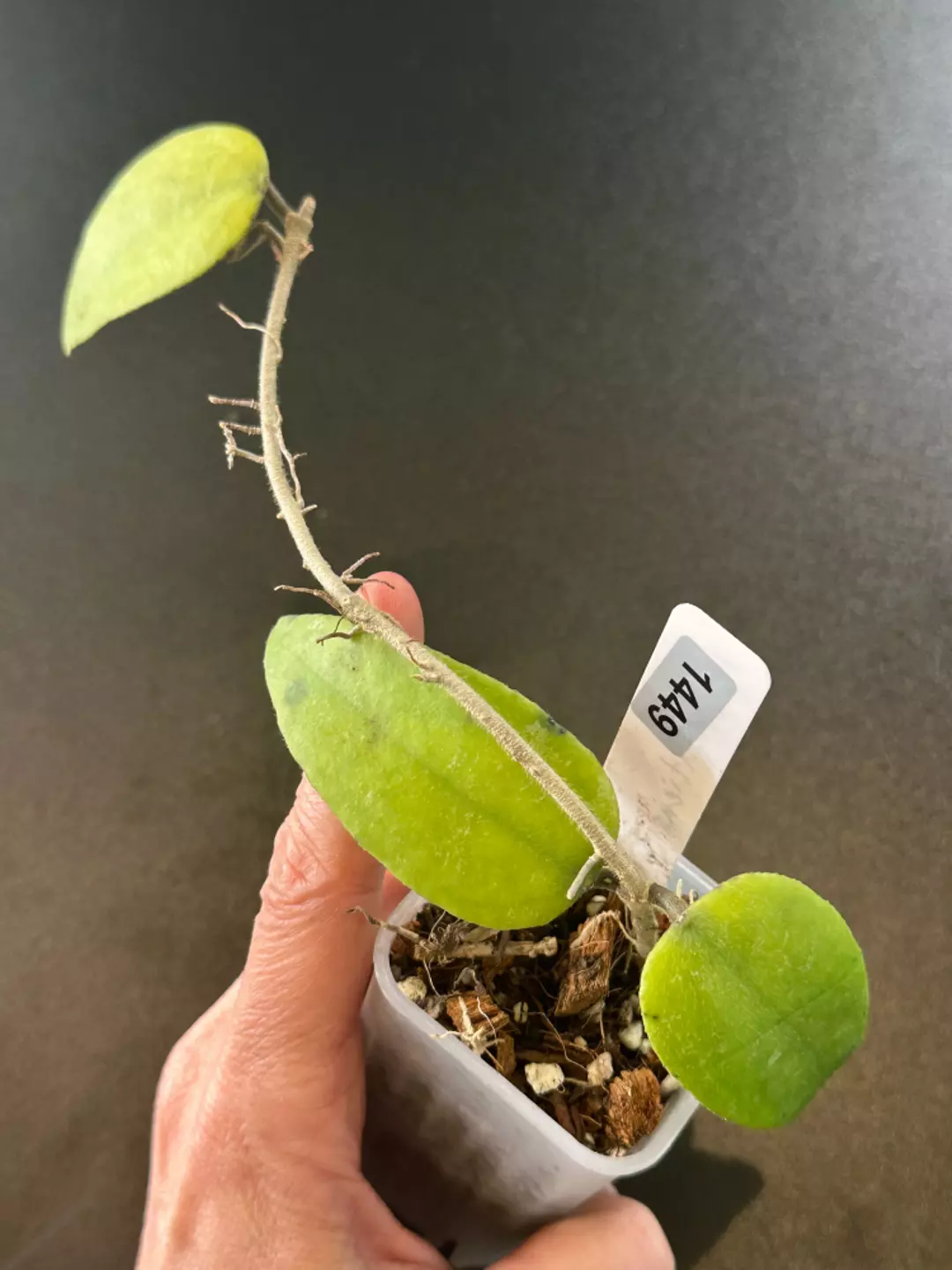Towutiensis thumbnail