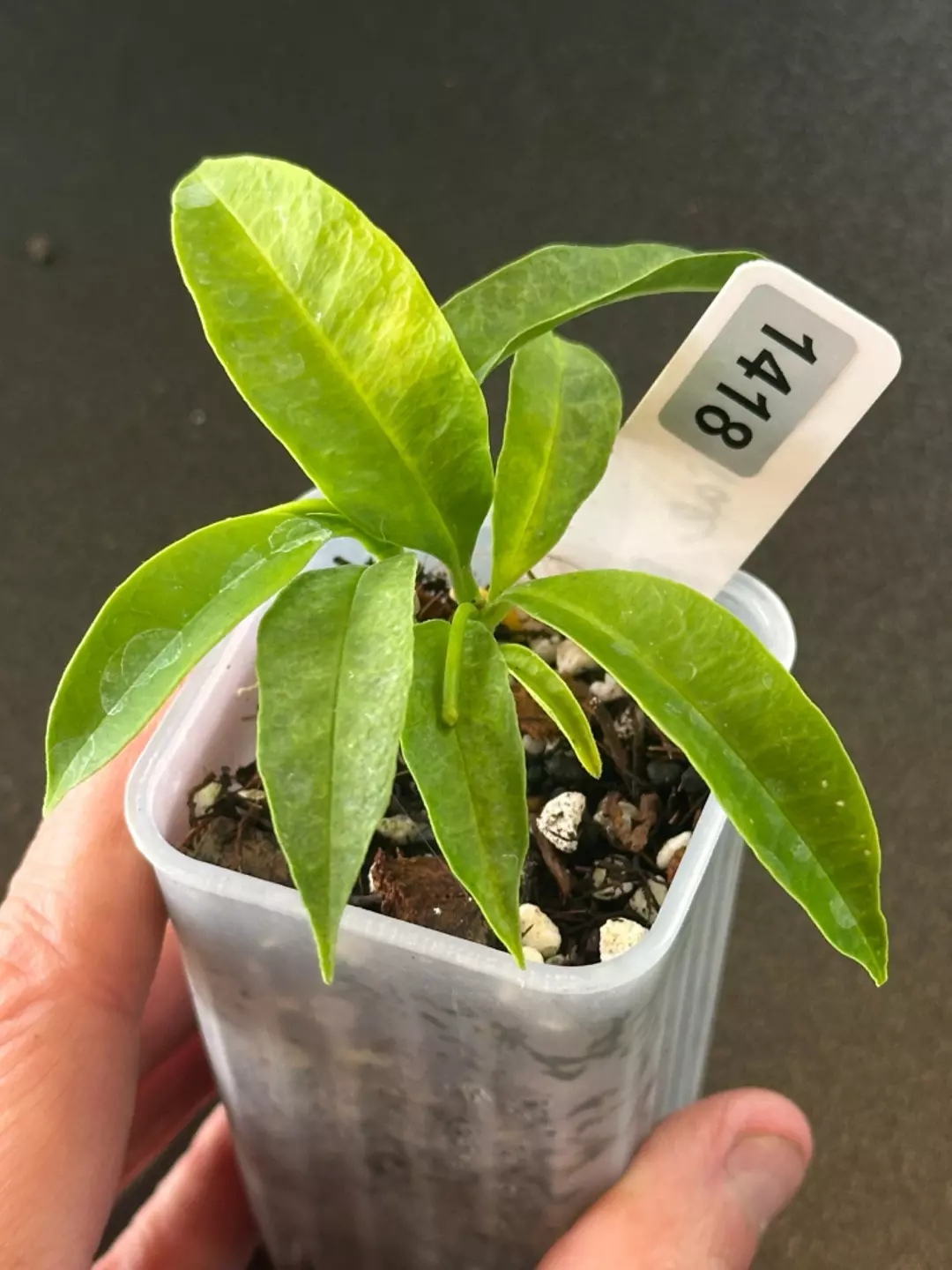 Irisiae Silver Revert thumbnail