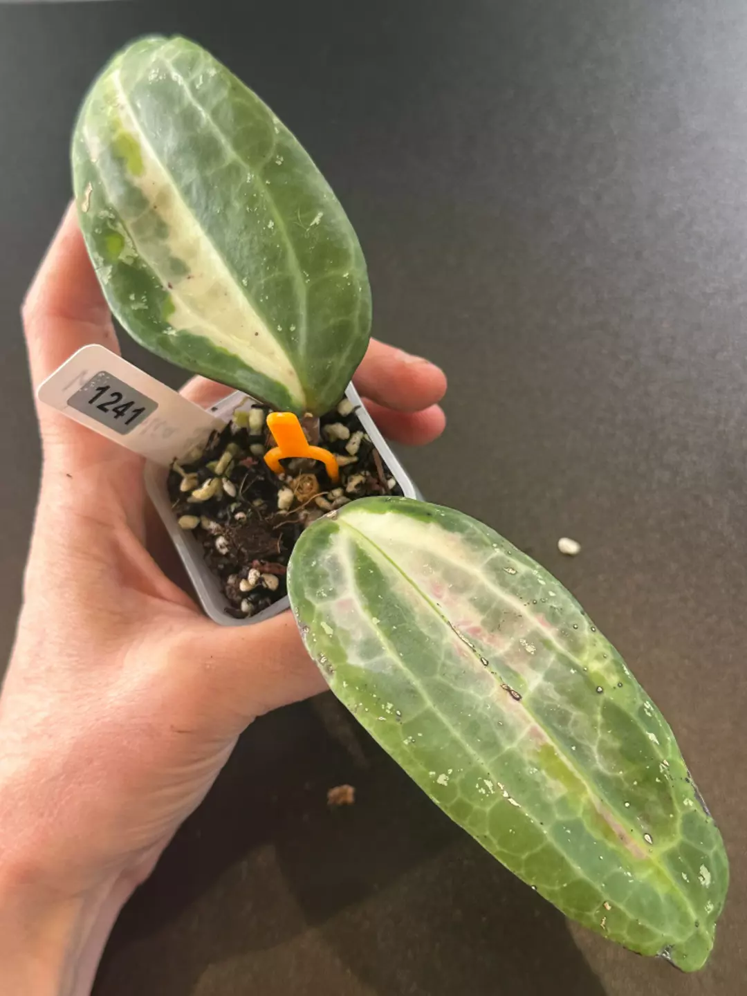 Latifolia Queensy thumbnail