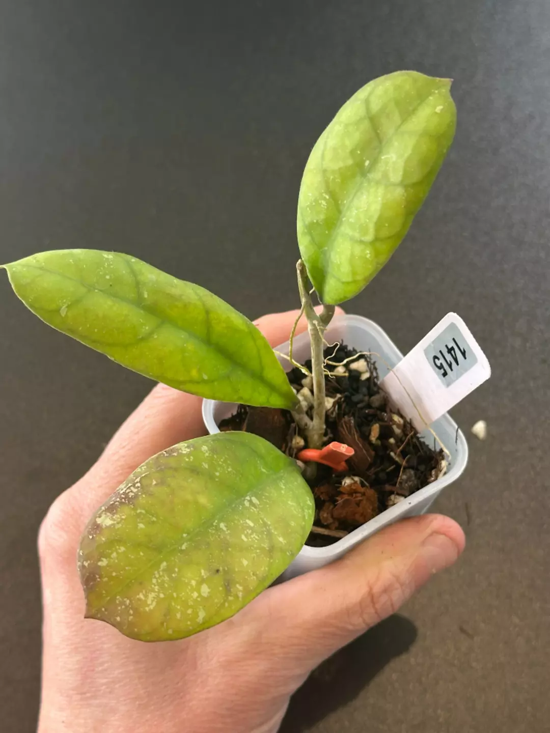 Viola Small Leaves thumbnail