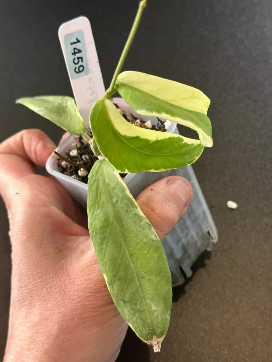 Pimenteliana Albo thumbnail
