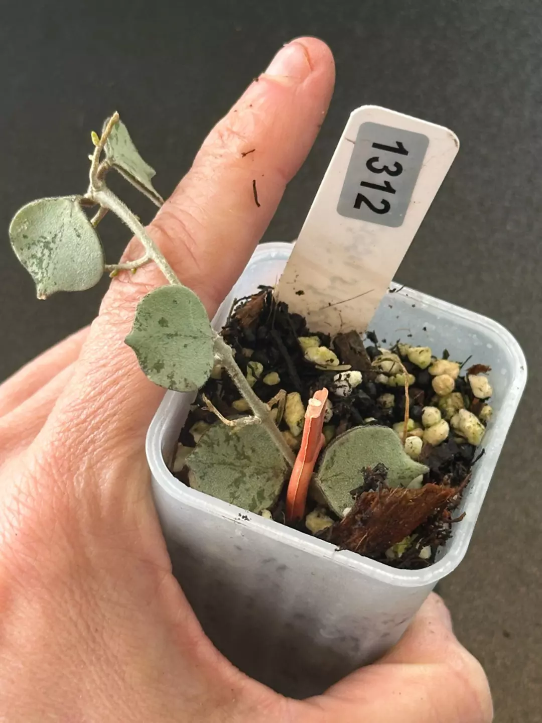Curtissii Silver thumbnail