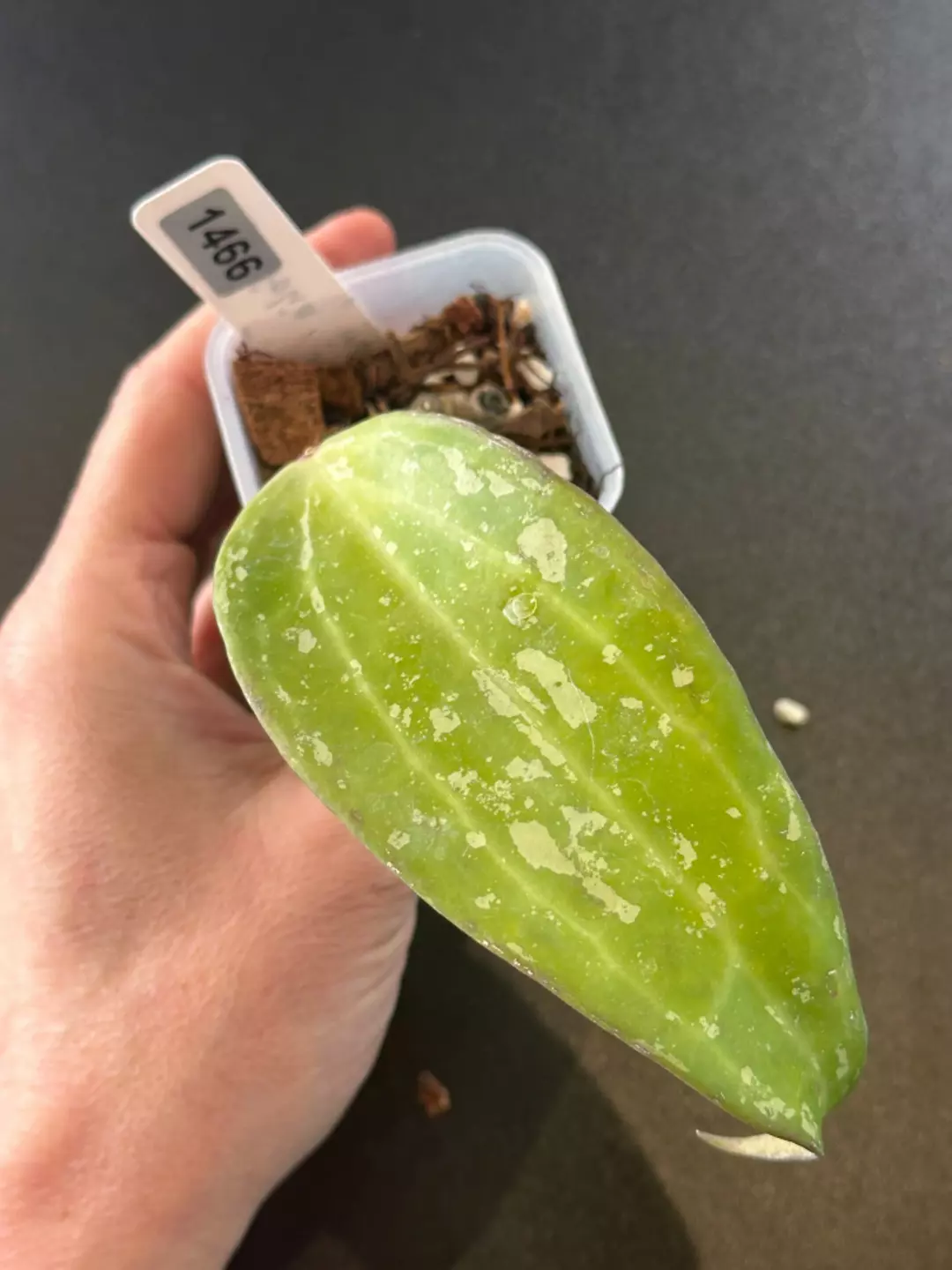 Latifolia Silver Indonesia thumbnail