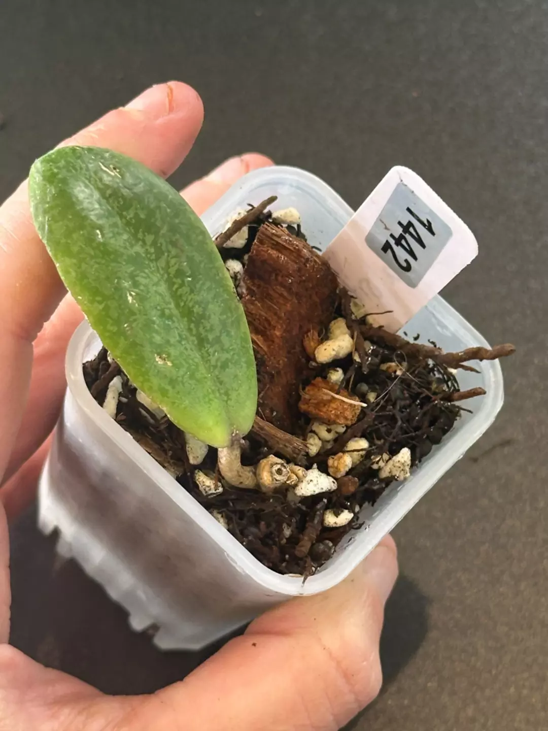 Jita Silver thumbnail