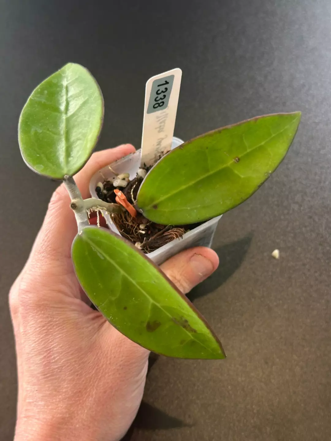 Verticillata Yangtze thumbnail
