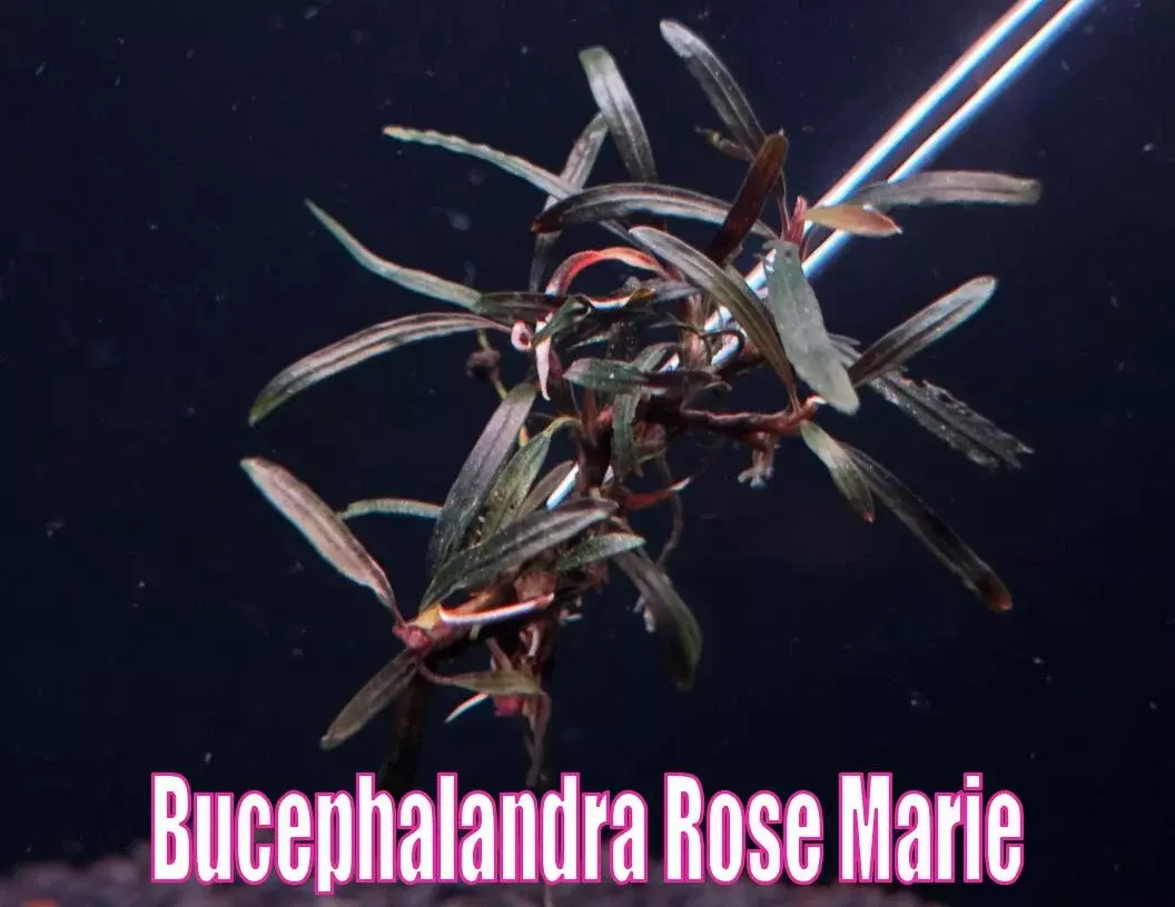 Bucephalandra Rose Marie MEDIUM PLANT Live Aquatic Plants Aquarium Plant Rare thumbnail