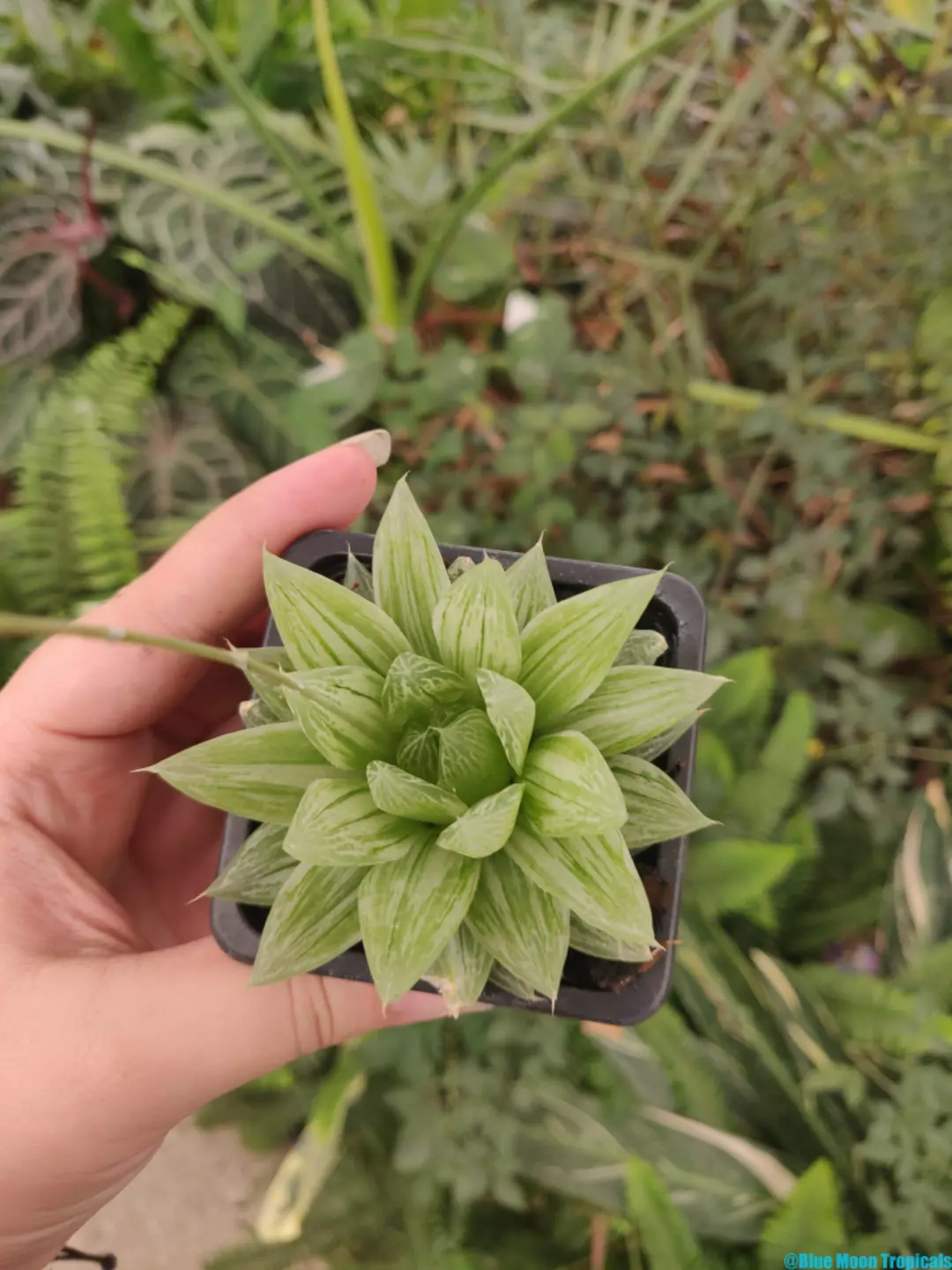 Haworthia cooperi Variegated  thumbnail
