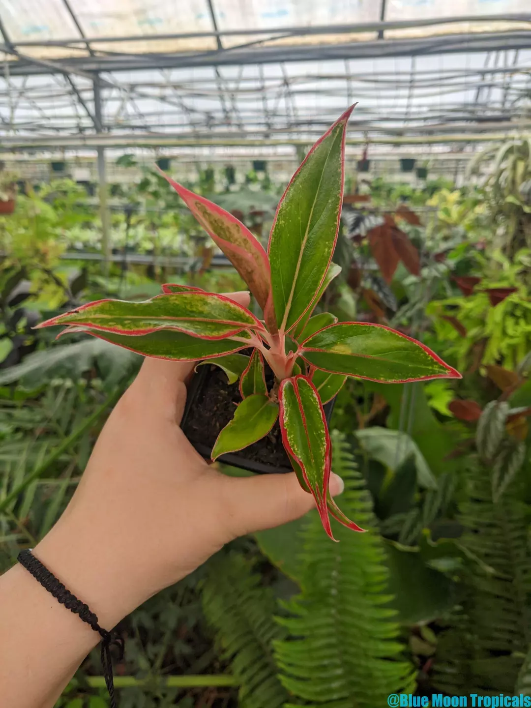Aglaonema 'Siam Aurora'  thumbnail