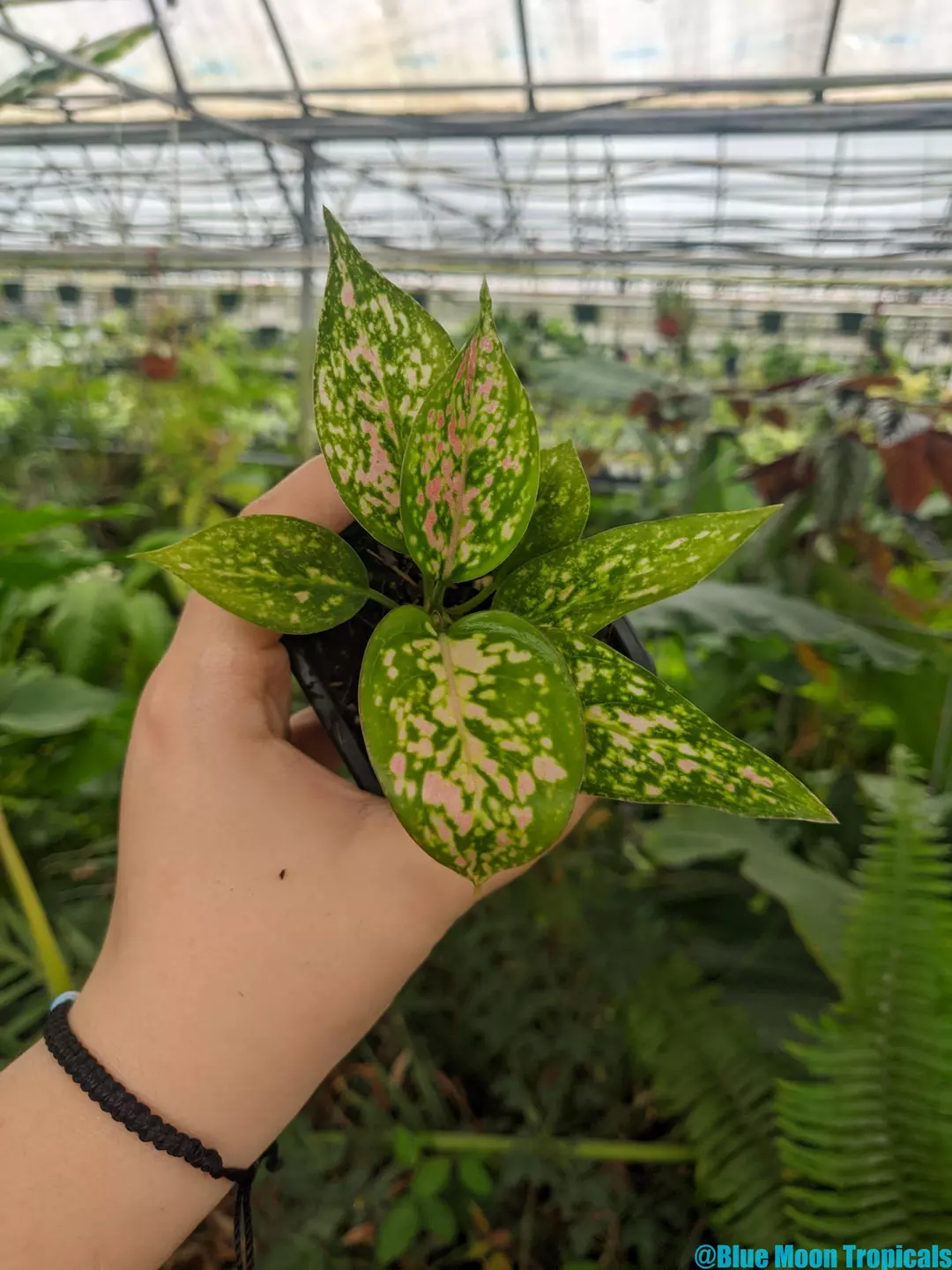 Aglaonema 'Star Pink' thumbnail