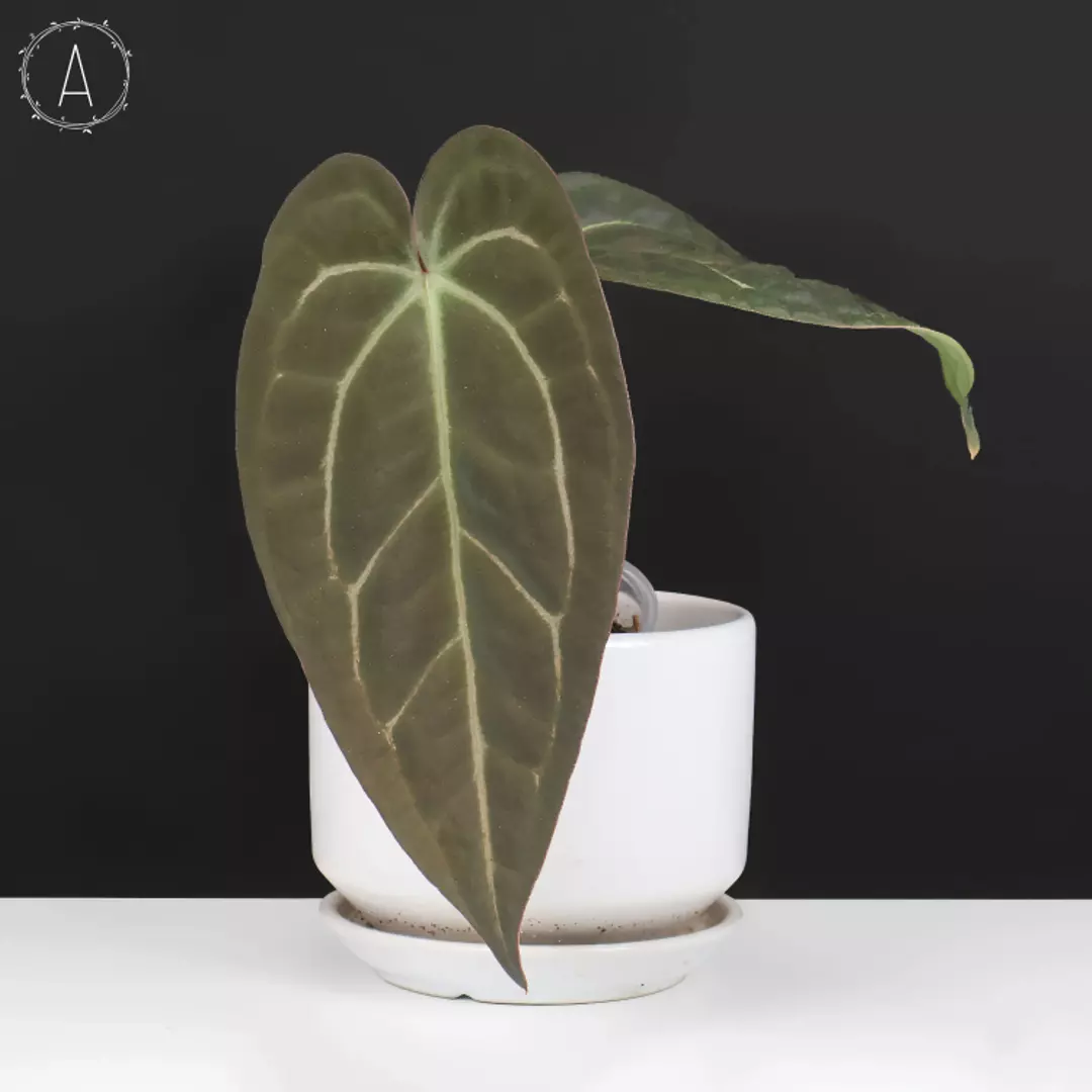 Anthurium Barry Blue Velvet NoID x (Carla x Forgetii) Hybrid thumbnail