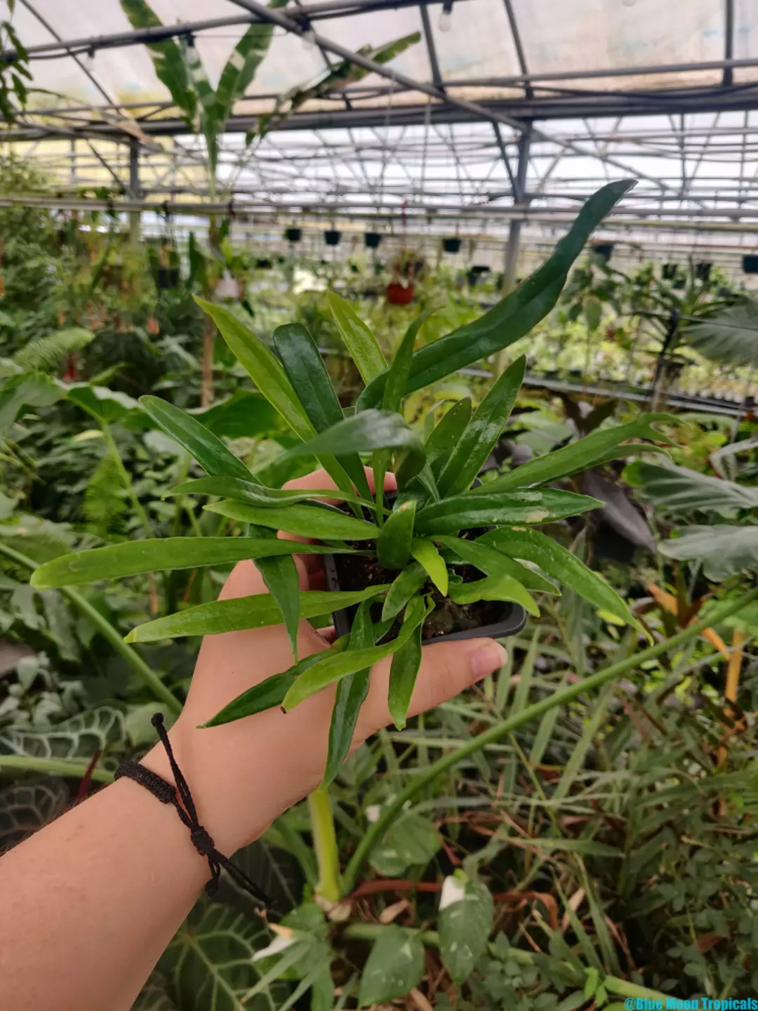 Blue Oil Fern  thumbnail