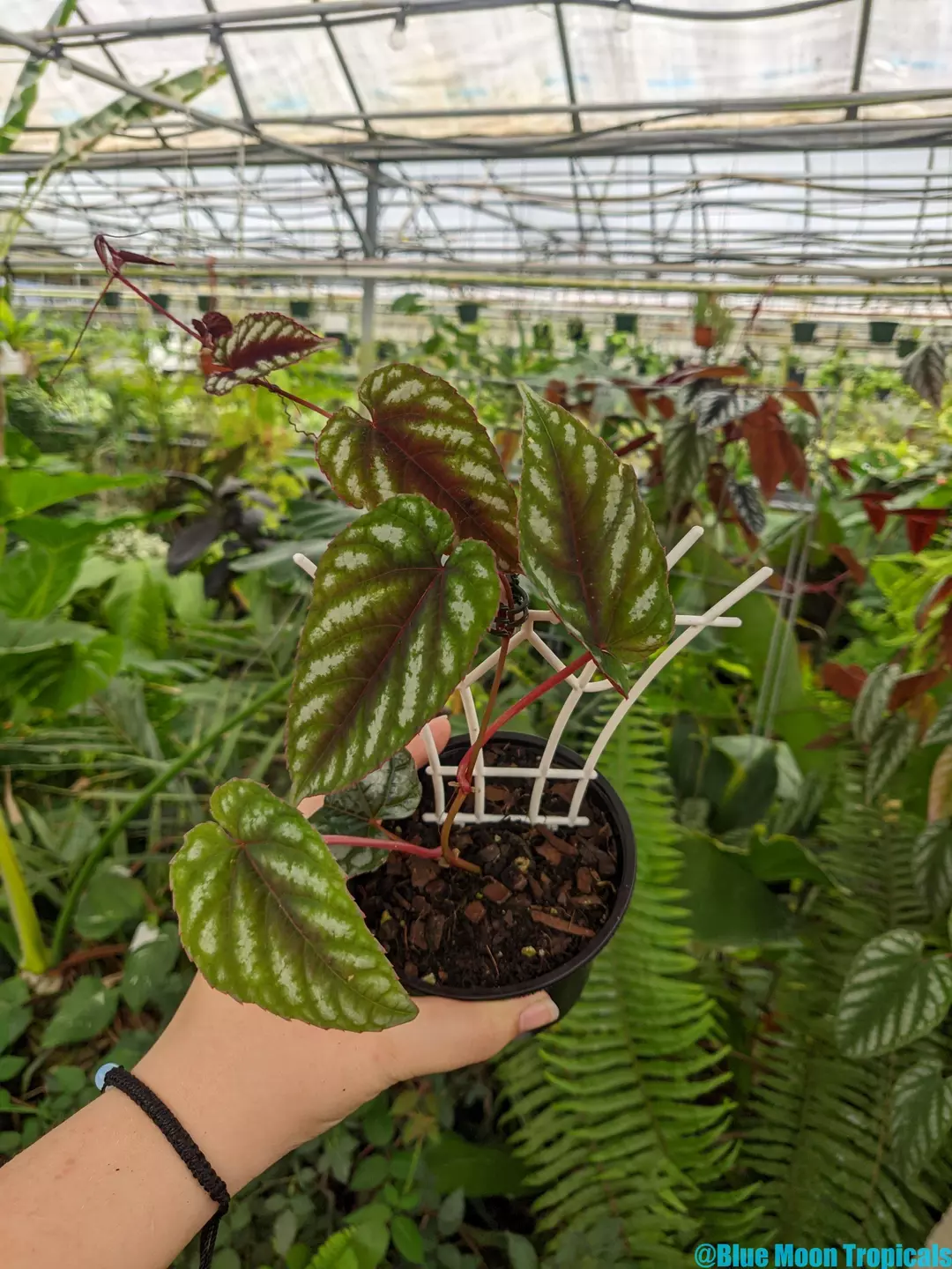 Cissus discolor 'Rex Begonia Vine'  thumbnail