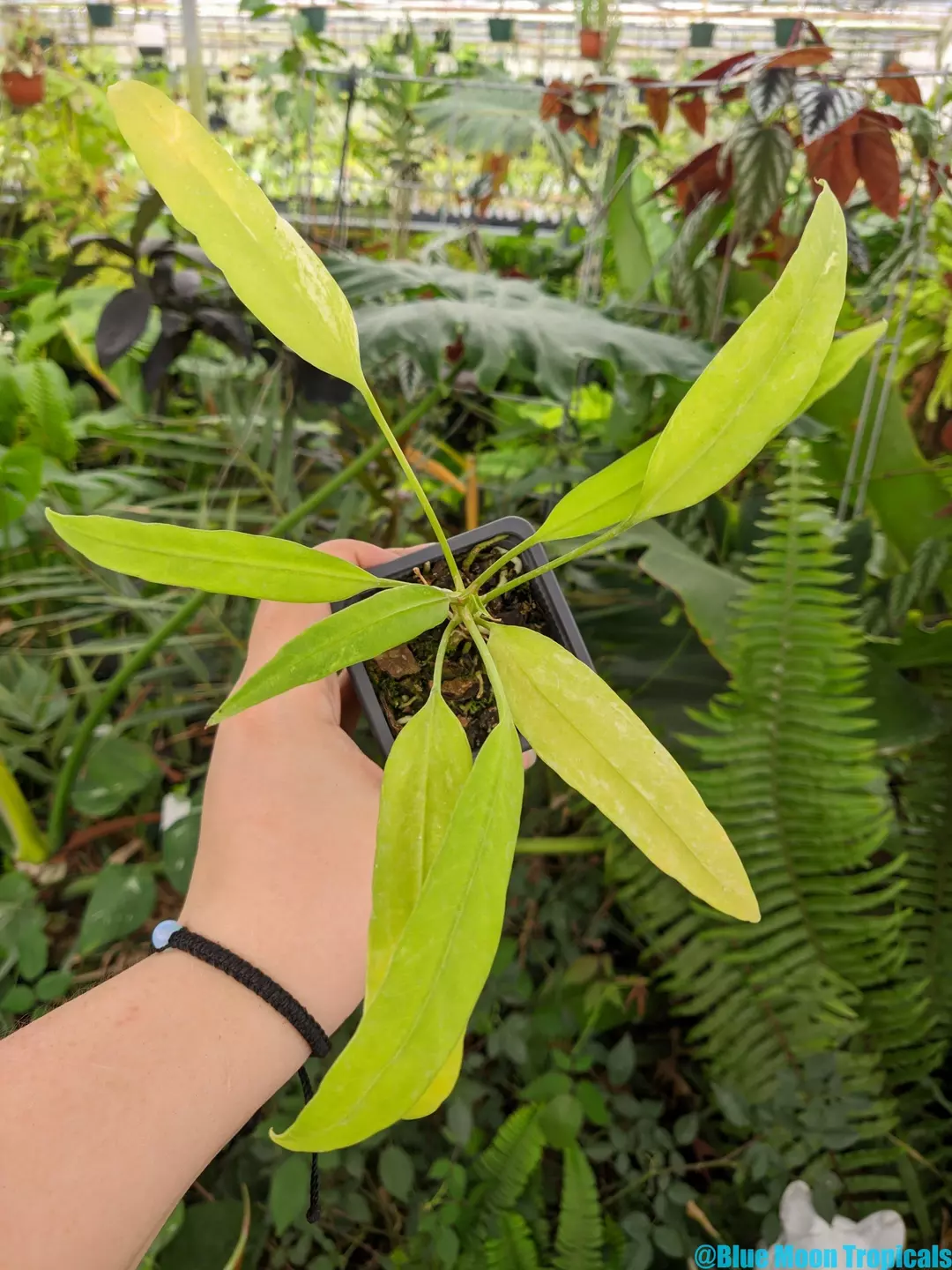 Variegated Anthurium vittarifolium thumbnail