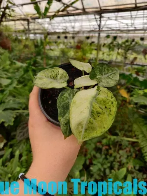 Alocasia 'Ninja Splash'  thumbnail
