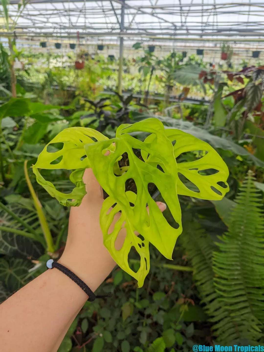 Monstera adansonii 'Neon Madonna'  thumbnail