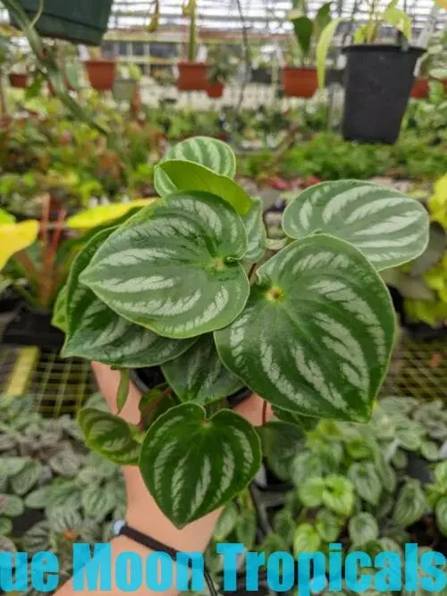 Peperomia 'Costa Rica'  thumbnail