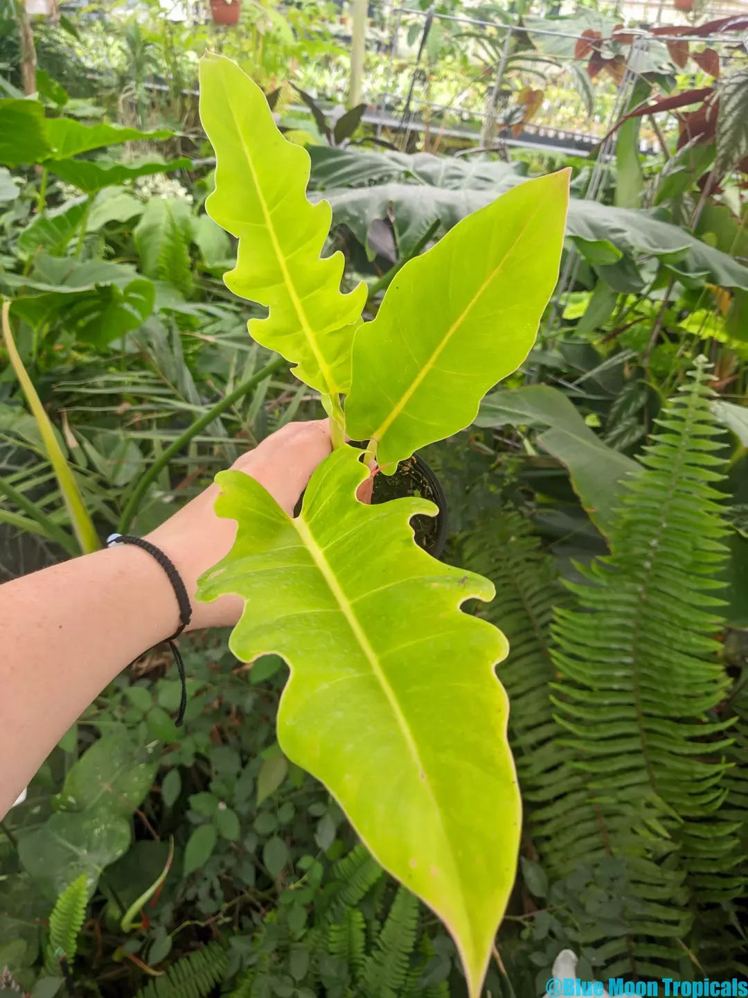 Philodendron 'Golden Crocodile'  thumbnail