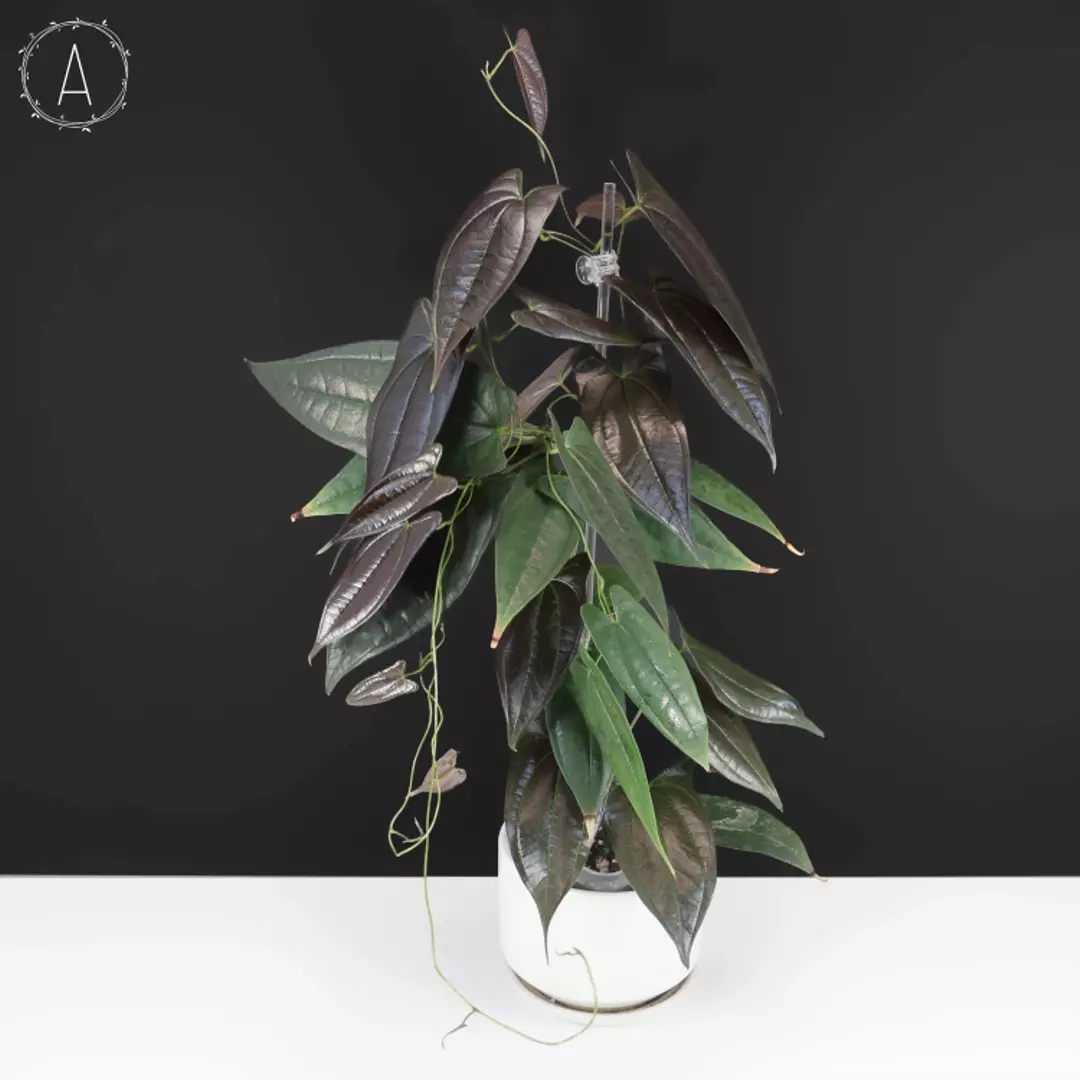 Dioscorea Black Ecuador thumbnail