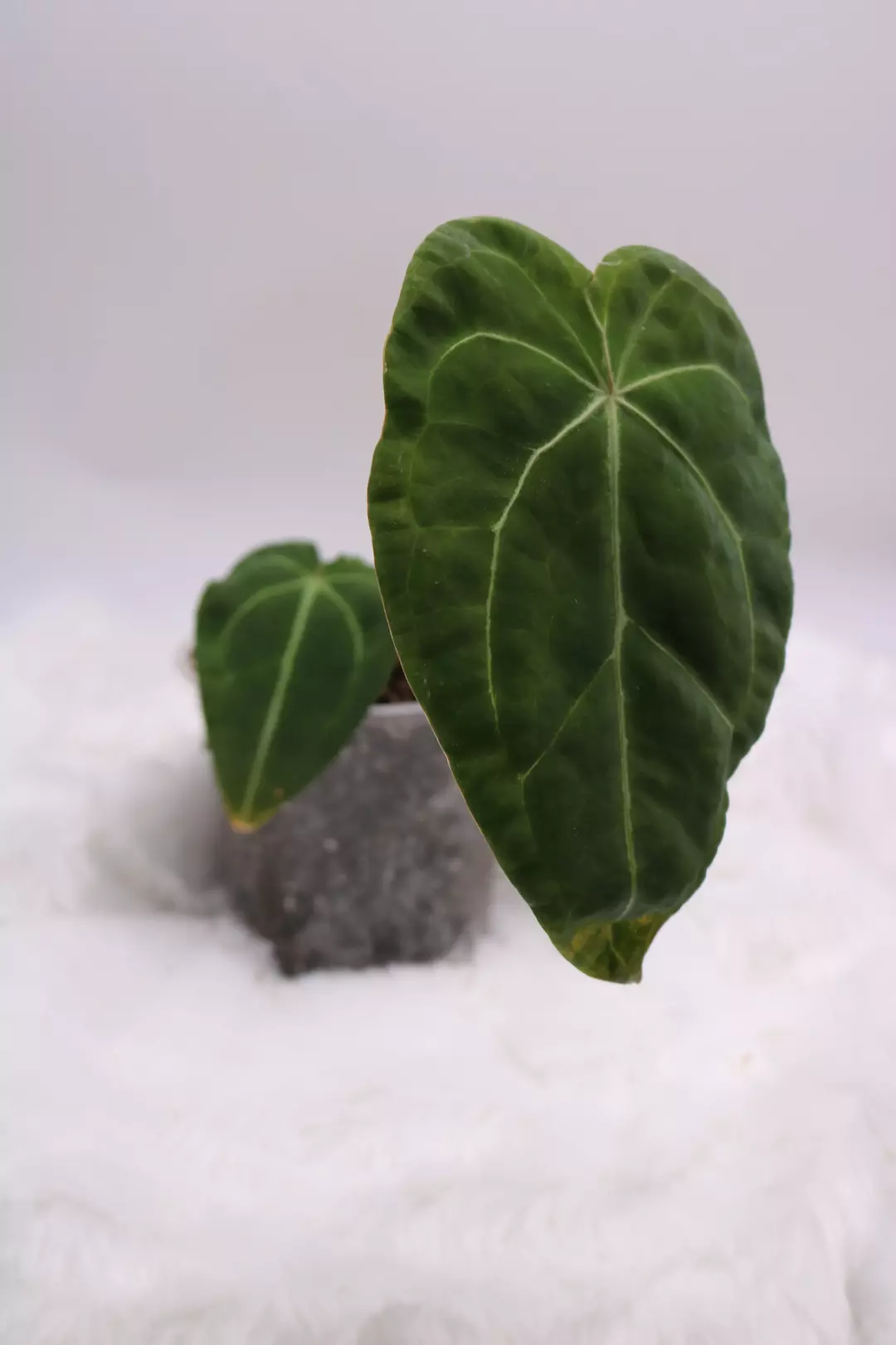 Anthurium Forgetii thumbnail